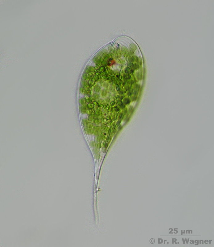 Phacus acutus #4792