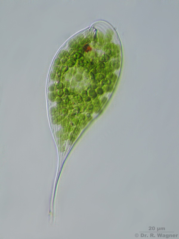 Phacus acutus #4795