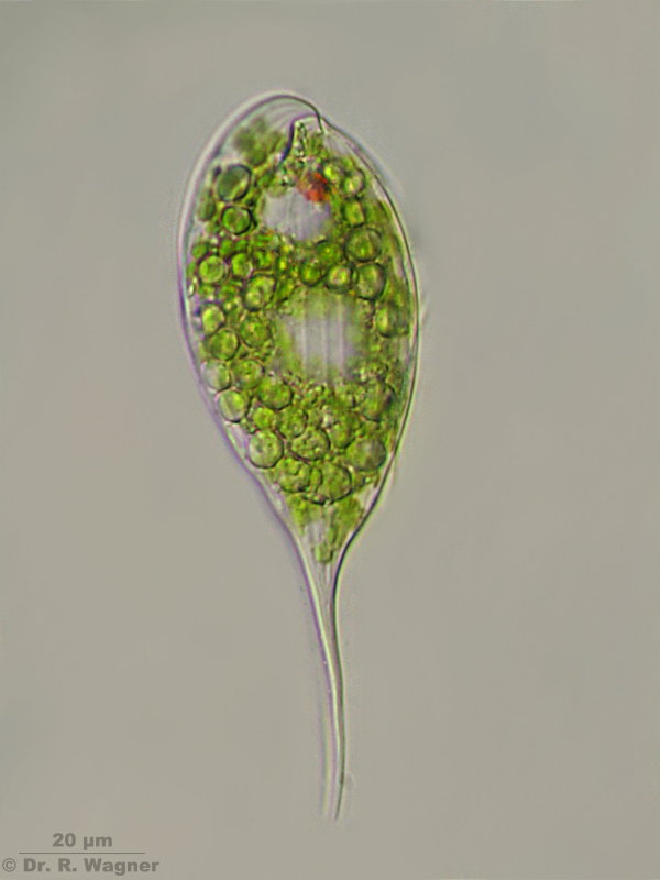 Phacus acutus #4794