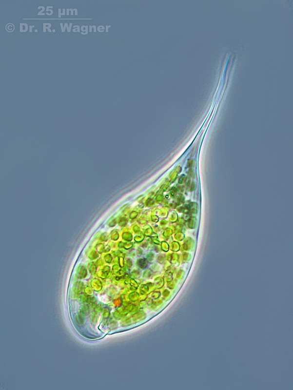 Phacus acutus #4793