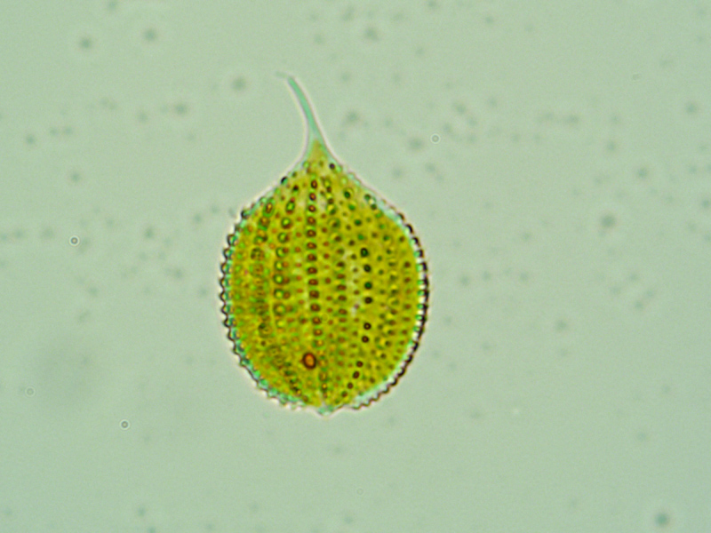 Phacus monilatus Stokes in Lemmermann,1910 #56990