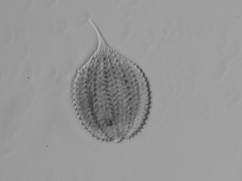 Phacus monilatus Stokes in Lemmermann,1910 #56991