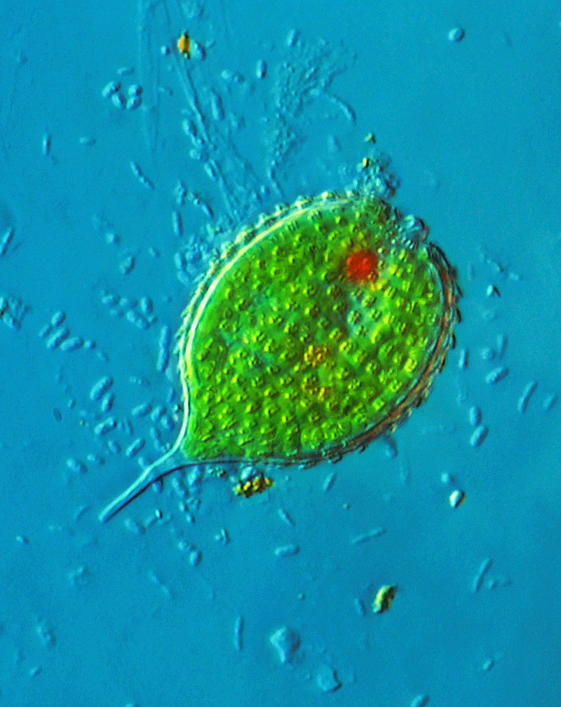 Phacus monilatus. #77172