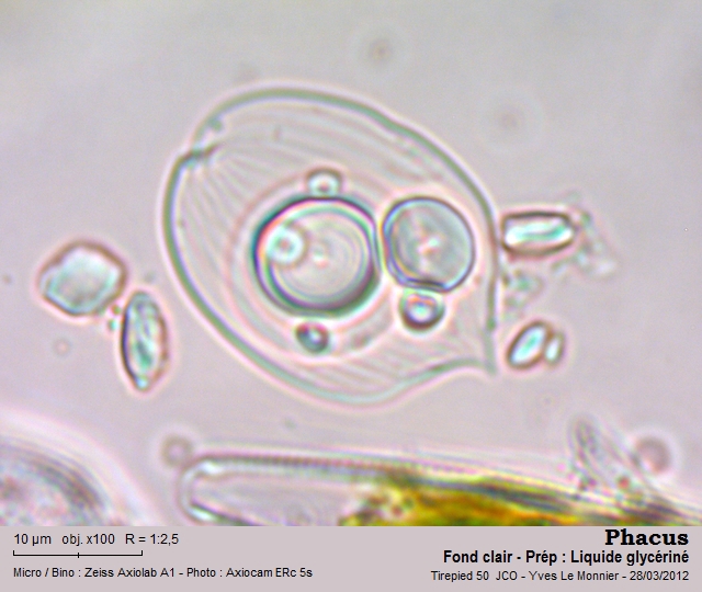 Phacus ocellatus #26270
