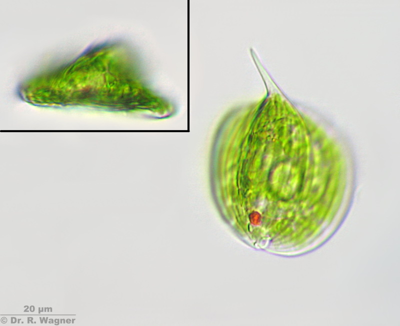 Phacus orbicularis #5382