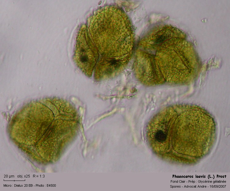 Phaeoceros carolinianus (Michx.) Prosk. #70