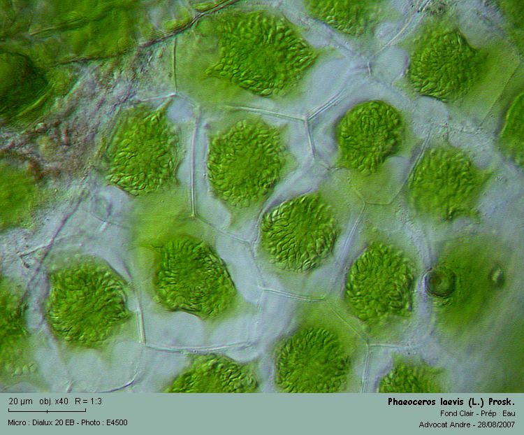 Phaeoceros carolinianus (Michx.) Prosk. #13