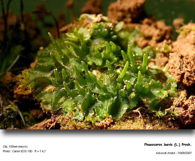 Phaeoceros carolinianus (Michx.) Prosk. #12