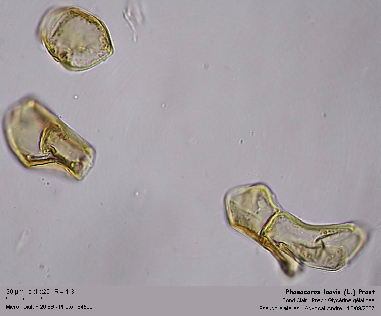 Phaeoceros carolinianus (Michx.) Prosk. #71