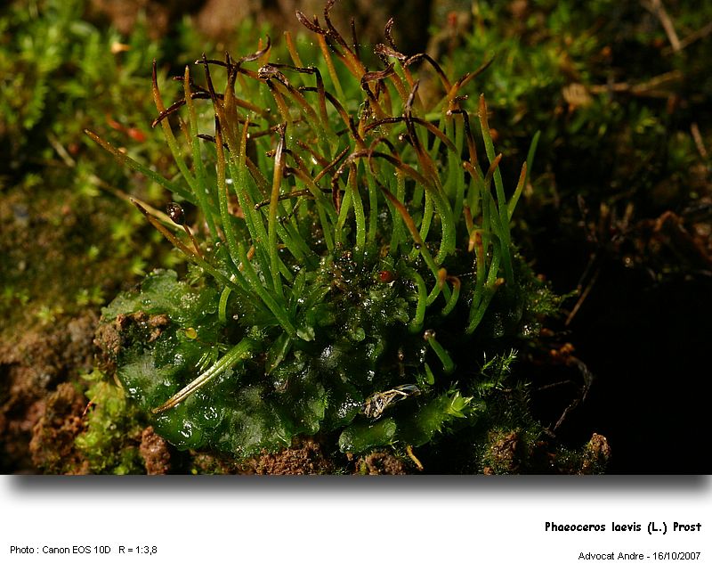 Phaeoceros carolinianus (Michx.) Prosk. #950