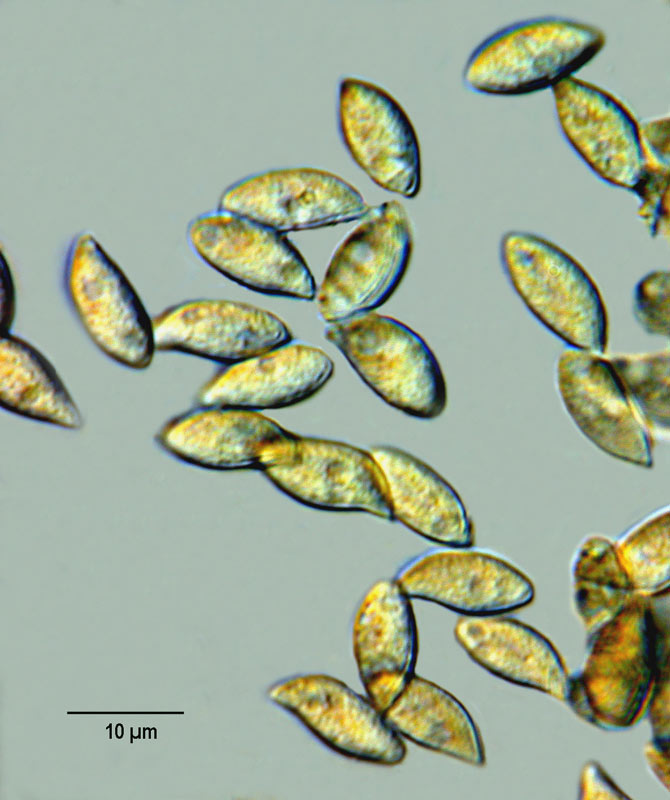 Phaeolepiota aurea (Matt.) R. Mre. #6021
