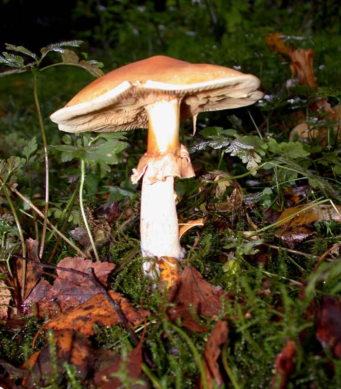 Phaeolepiota aurea (Matt.) R. Mre. #6017