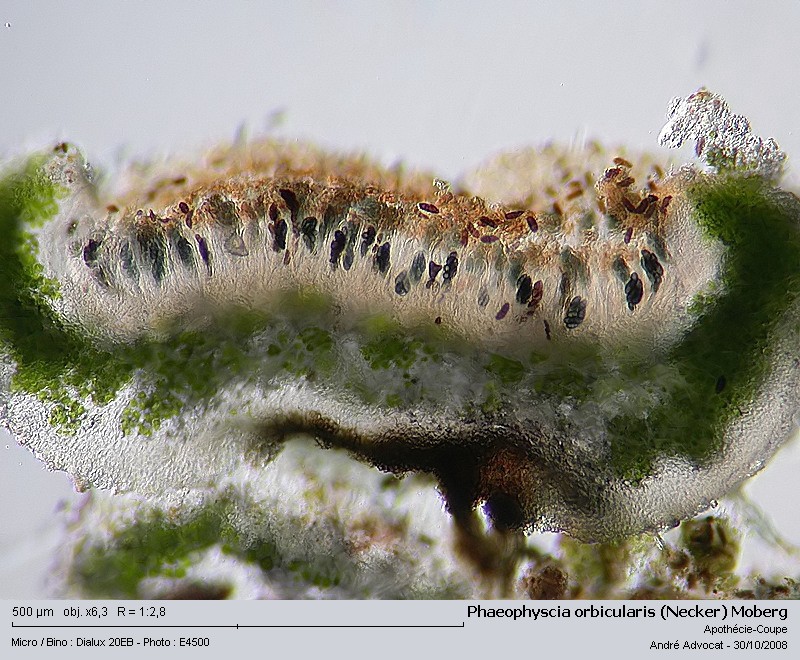 Phaeophyscia orbicularis (Necker) Moberg #6452