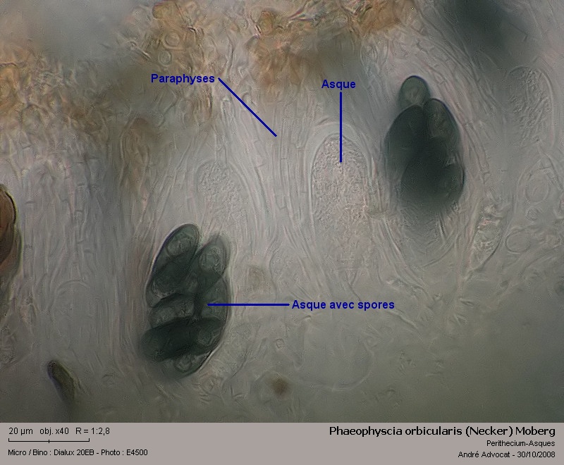 Phaeophyscia orbicularis (Necker) Moberg #6454