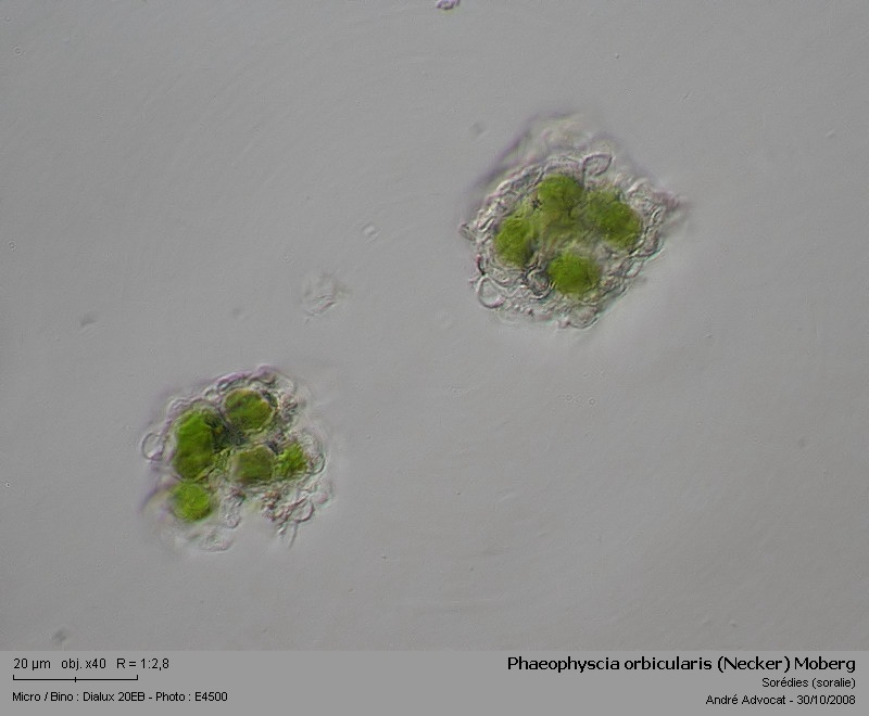 Phaeophyscia orbicularis (Necker) Moberg #6450