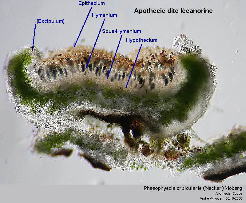 Phaeophyscia orbicularis (Necker) Moberg #6453