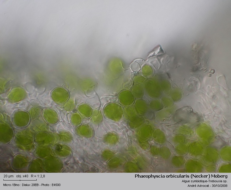 Phaeophyscia orbicularis (Necker) Moberg #6456