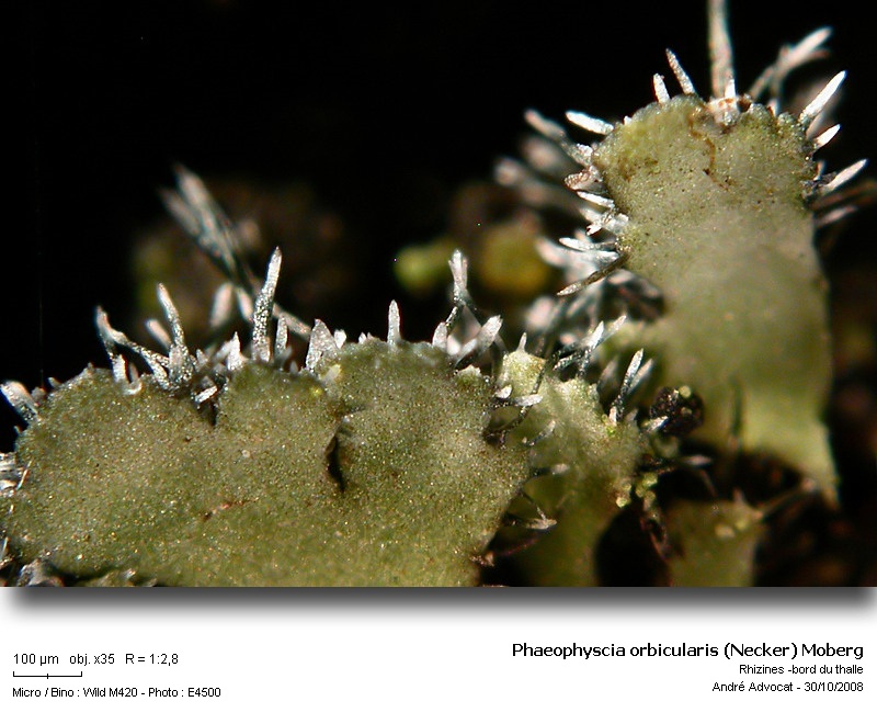 Phaeophyscia orbicularis (Necker) Moberg #6447