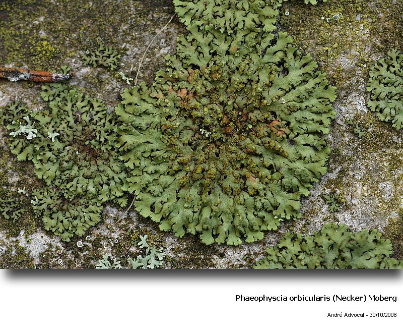 Phaeophyscia orbicularis (Necker) Moberg #6445