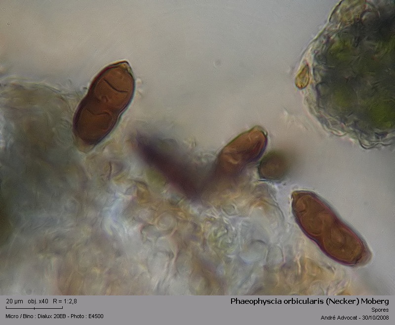 Phaeophyscia orbicularis (Necker) Moberg #6455