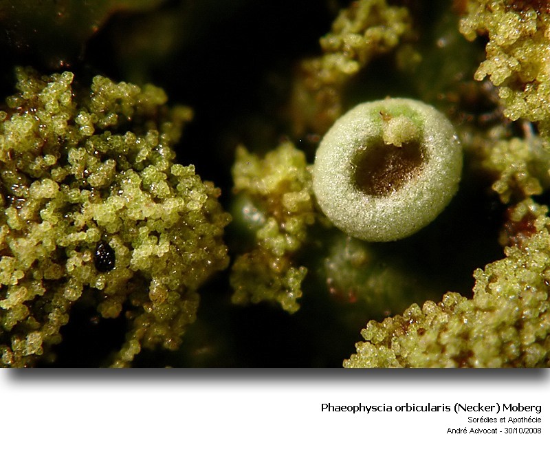 Phaeophyscia orbicularis (Necker) Moberg #6448
