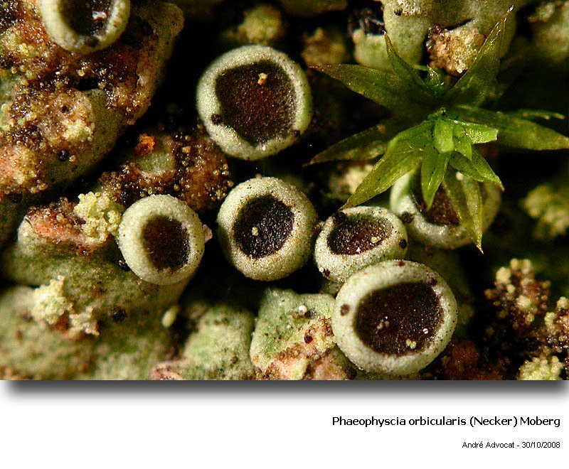 Phaeophyscia orbicularis (Necker) Moberg #6451