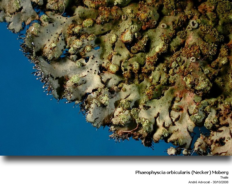 Phaeophyscia orbicularis (Necker) Moberg #6446