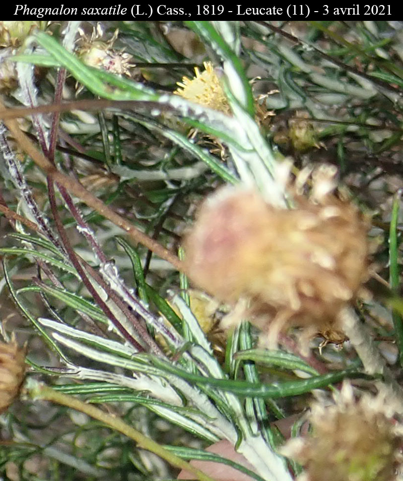 Phagnalon saxatile #66637