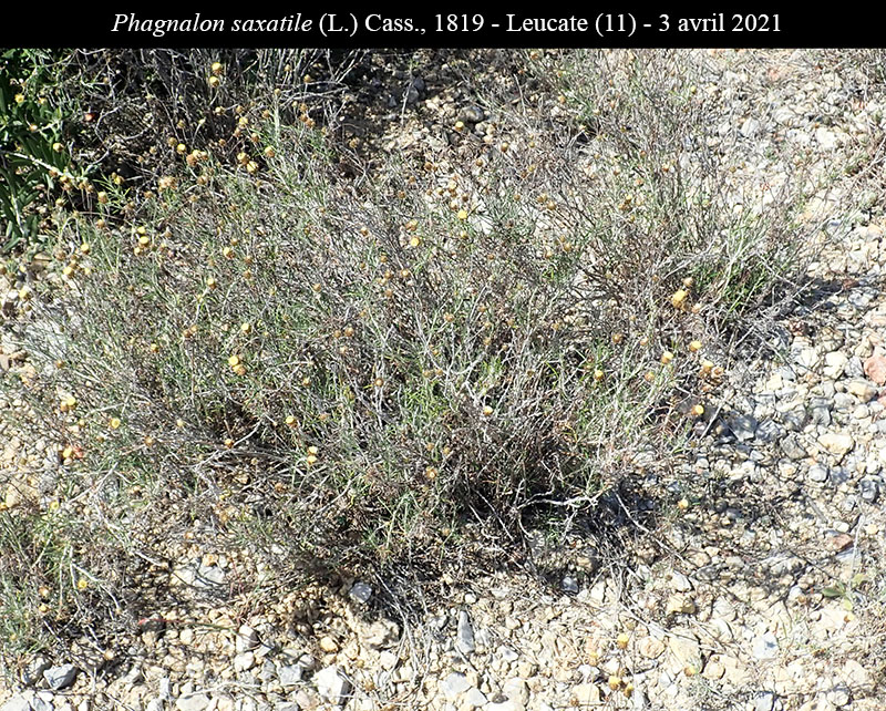 Phagnalon saxatile #66636
