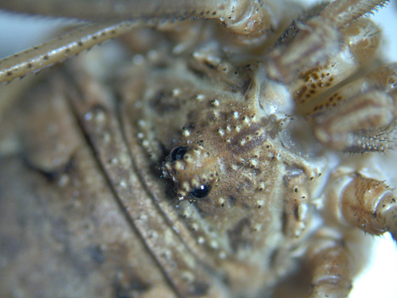 Phalangium opilio (Linné) - Phalangiinae - Opilion femelle #6826