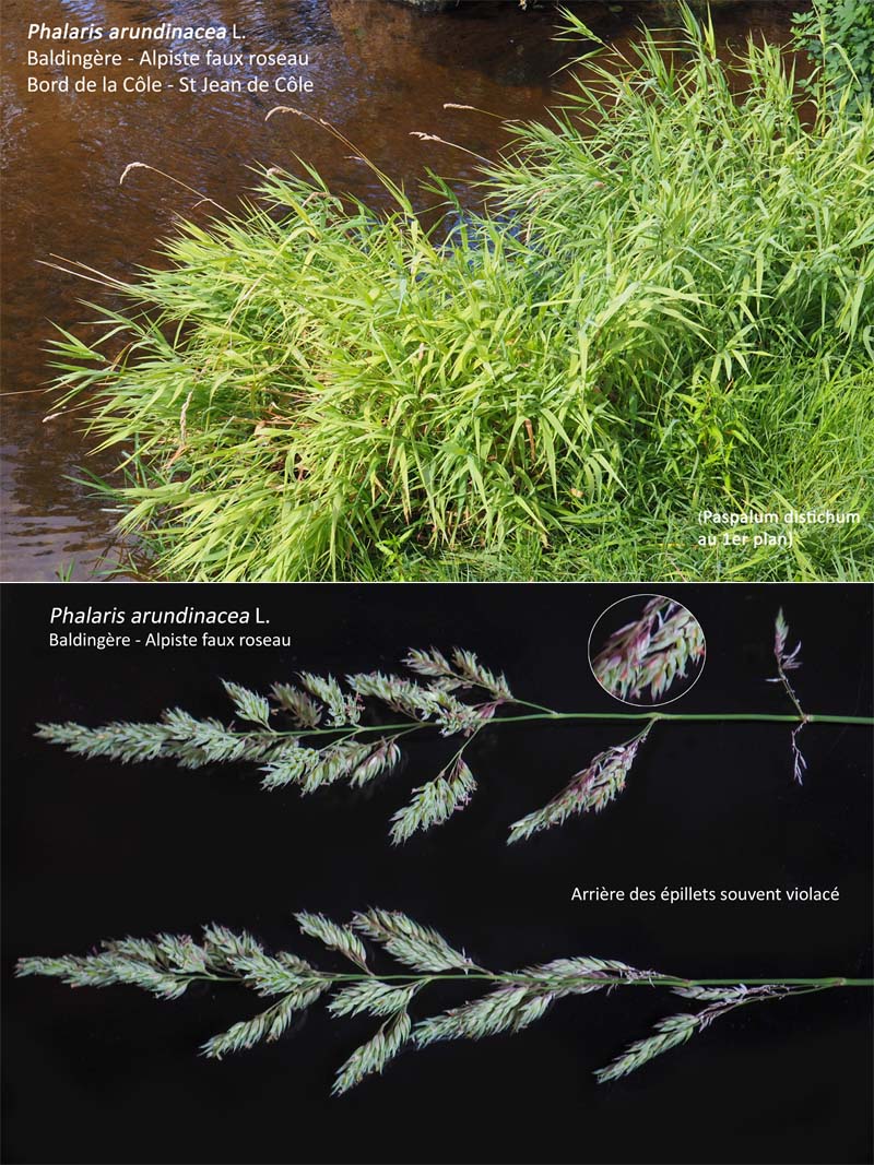 Phalaris arundinacea L. La Baldingère - Alpiste faux roseau #64569