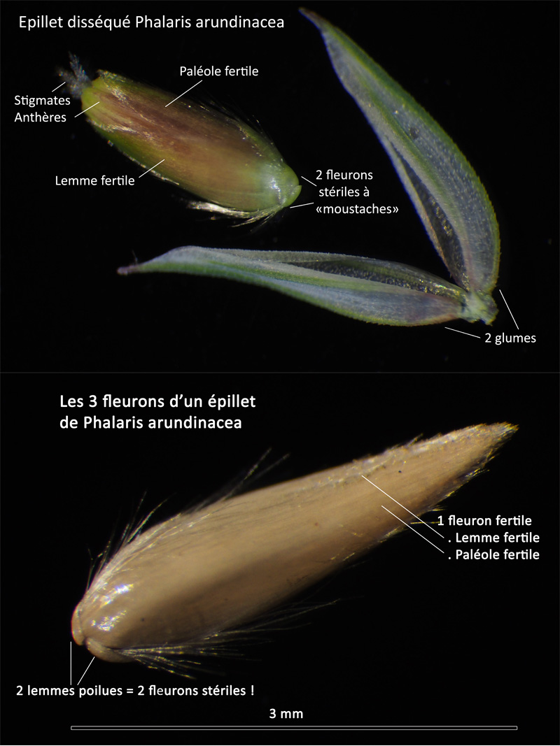 Phalaris arundinacea L. La Baldingère - Alpiste faux roseau #64572