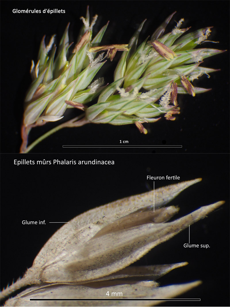 Phalaris arundinacea L. La Baldingère - Alpiste faux roseau #64571