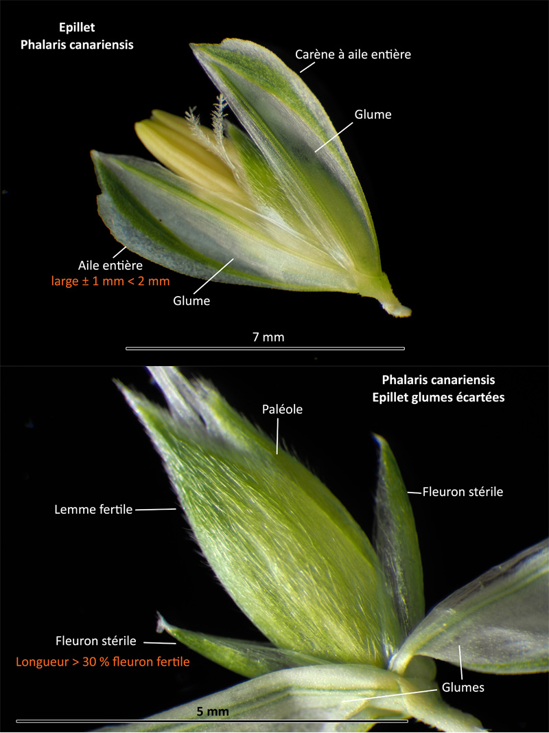 Phalaris canariensis L. - L Alpiste des Canaries #66977