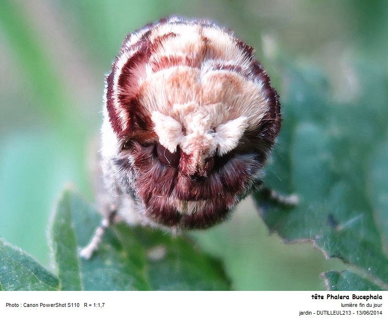 PHALERA BUCEPHALA - PHALER BUCEPHALE #37955