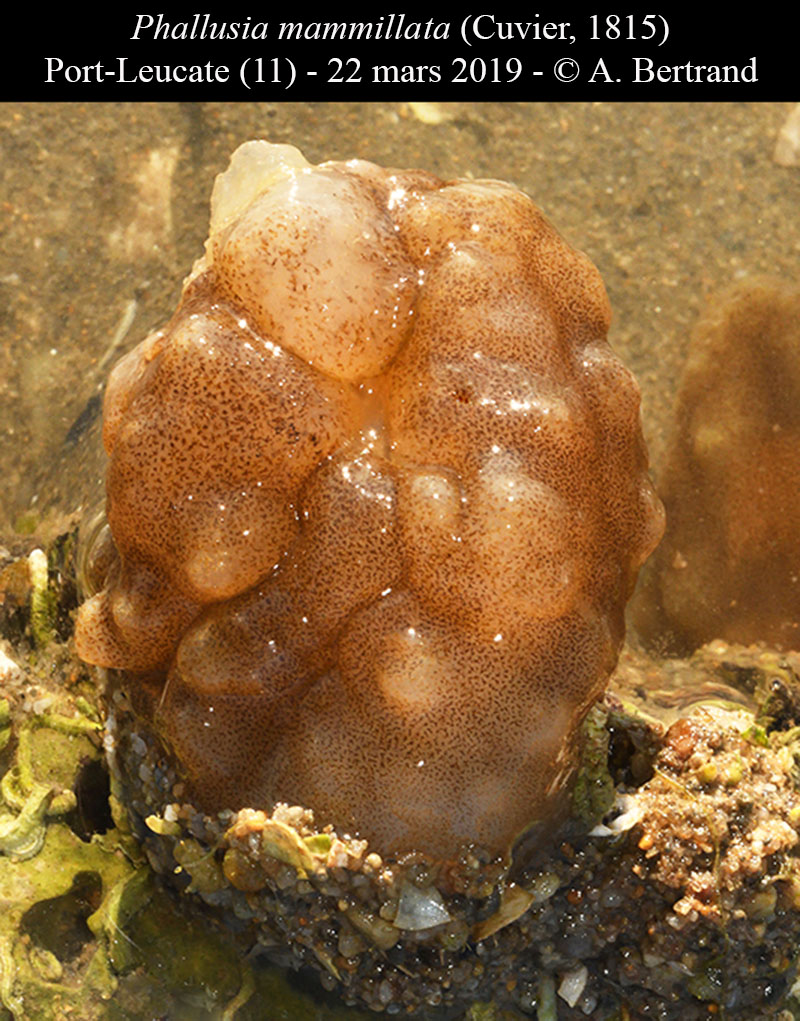 Phallusia mammillata #58449