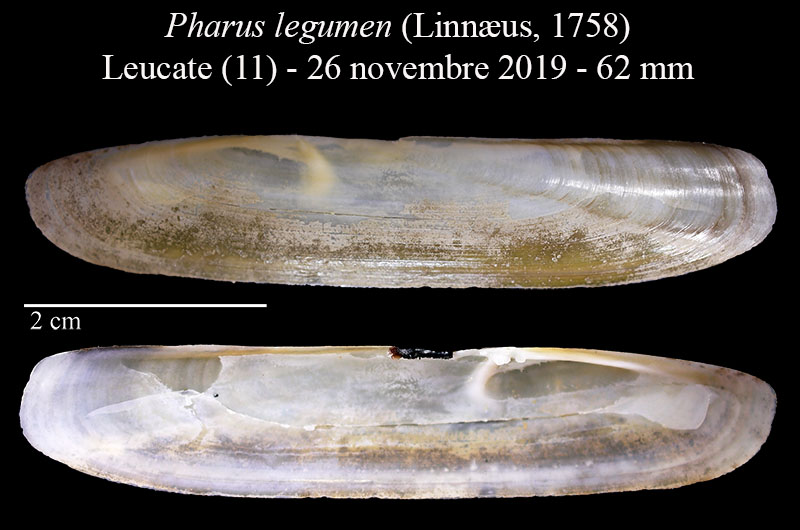 Pharus legumen #62950