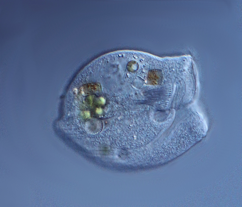 Phascolodon vorticella #41720