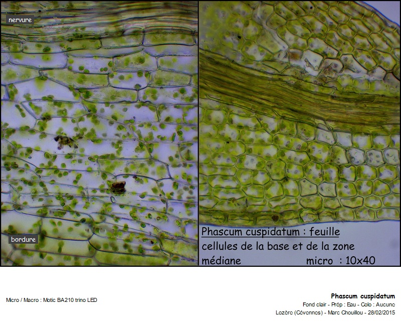 Phascum cuspidatum Hedw. #40765