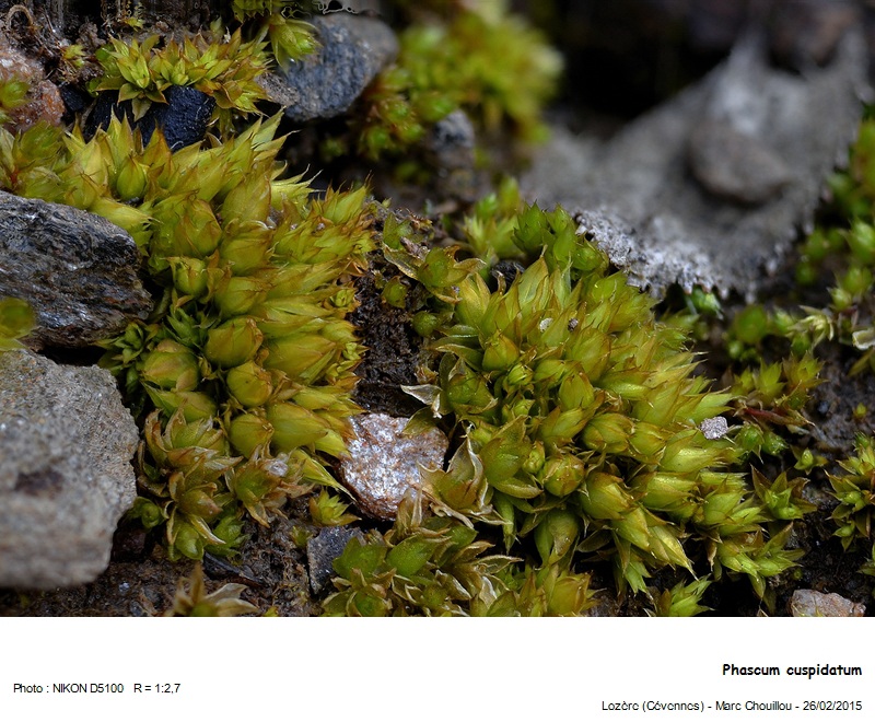 Phascum cuspidatum Hedw. #40759