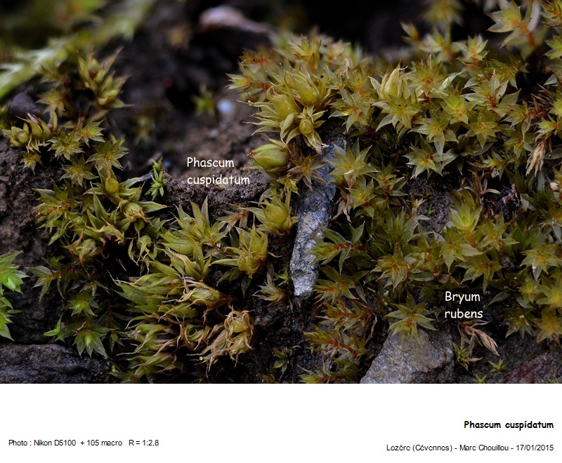 Phascum cuspidatum Hedw. #40760