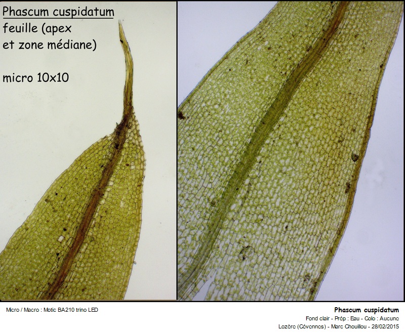 Phascum cuspidatum Hedw. #40764