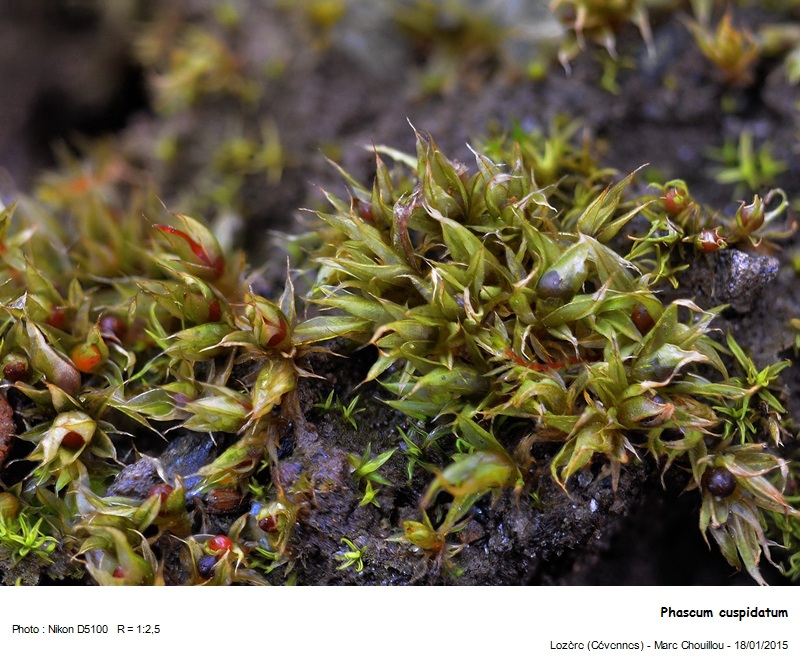 Phascum cuspidatum Hedw. #40762