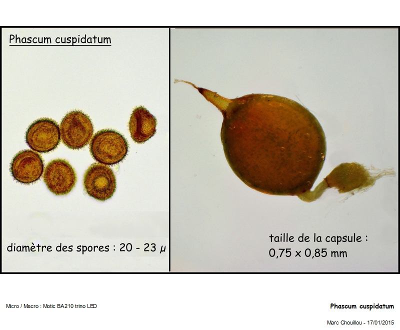 Phascum cuspidatum Hedw. #40767
