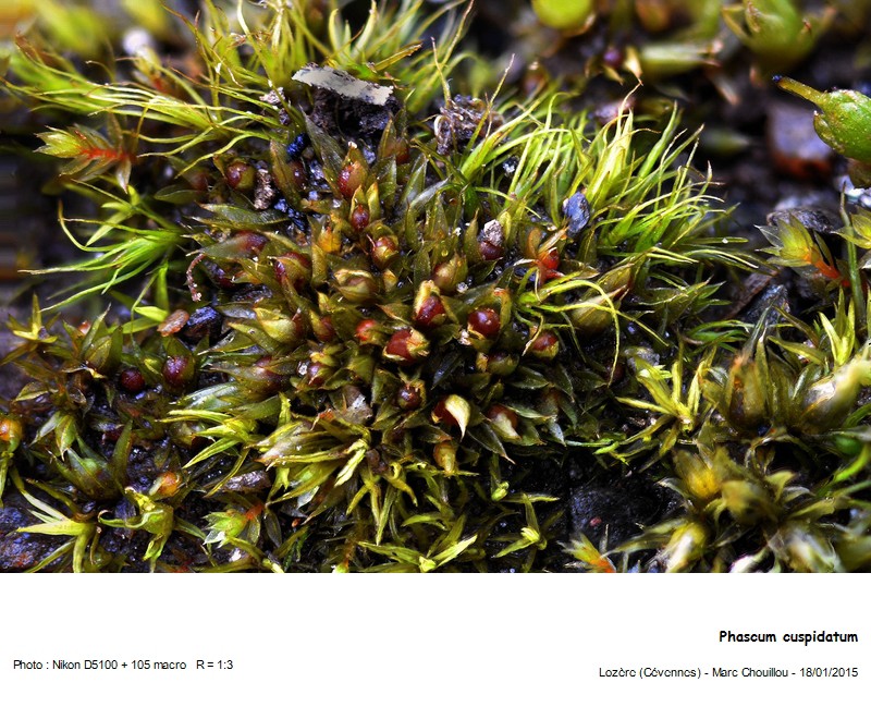 Phascum cuspidatum Hedw. #40763