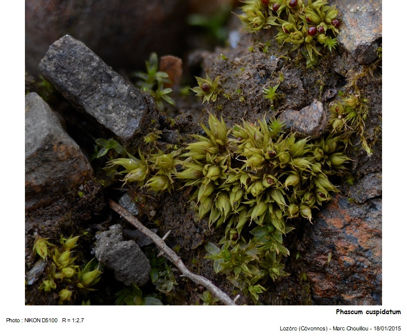 Phascum cuspidatum Hedw. #40761