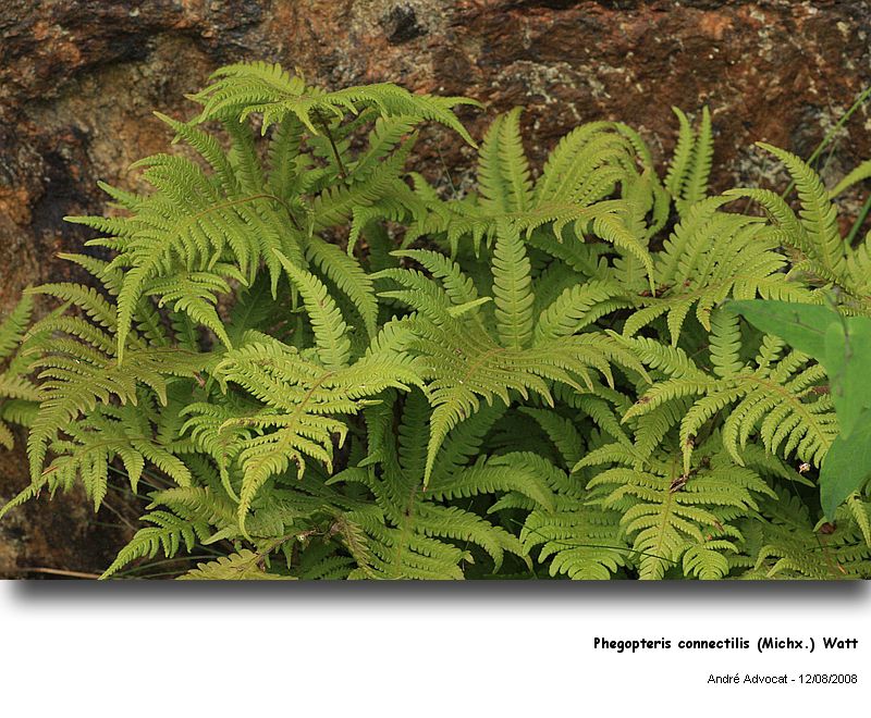 Phegopteris connectilis (Michx.) Watt  (Fougère des hêtres) #5243