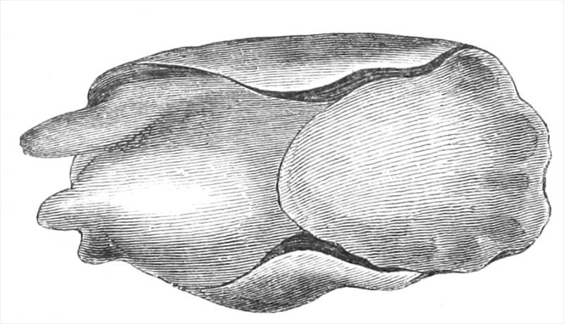 Philine aperta (Linnaeus, 1767) #43601