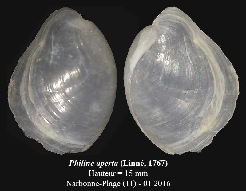 Philine aperta (Linnaeus, 1767) #43600