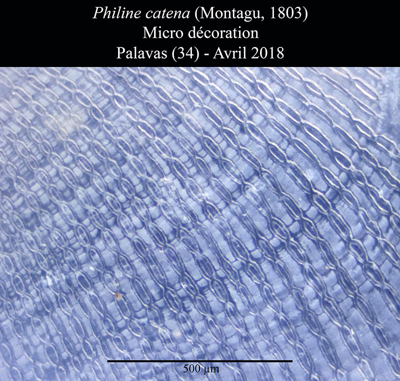 Philine catena #55885
